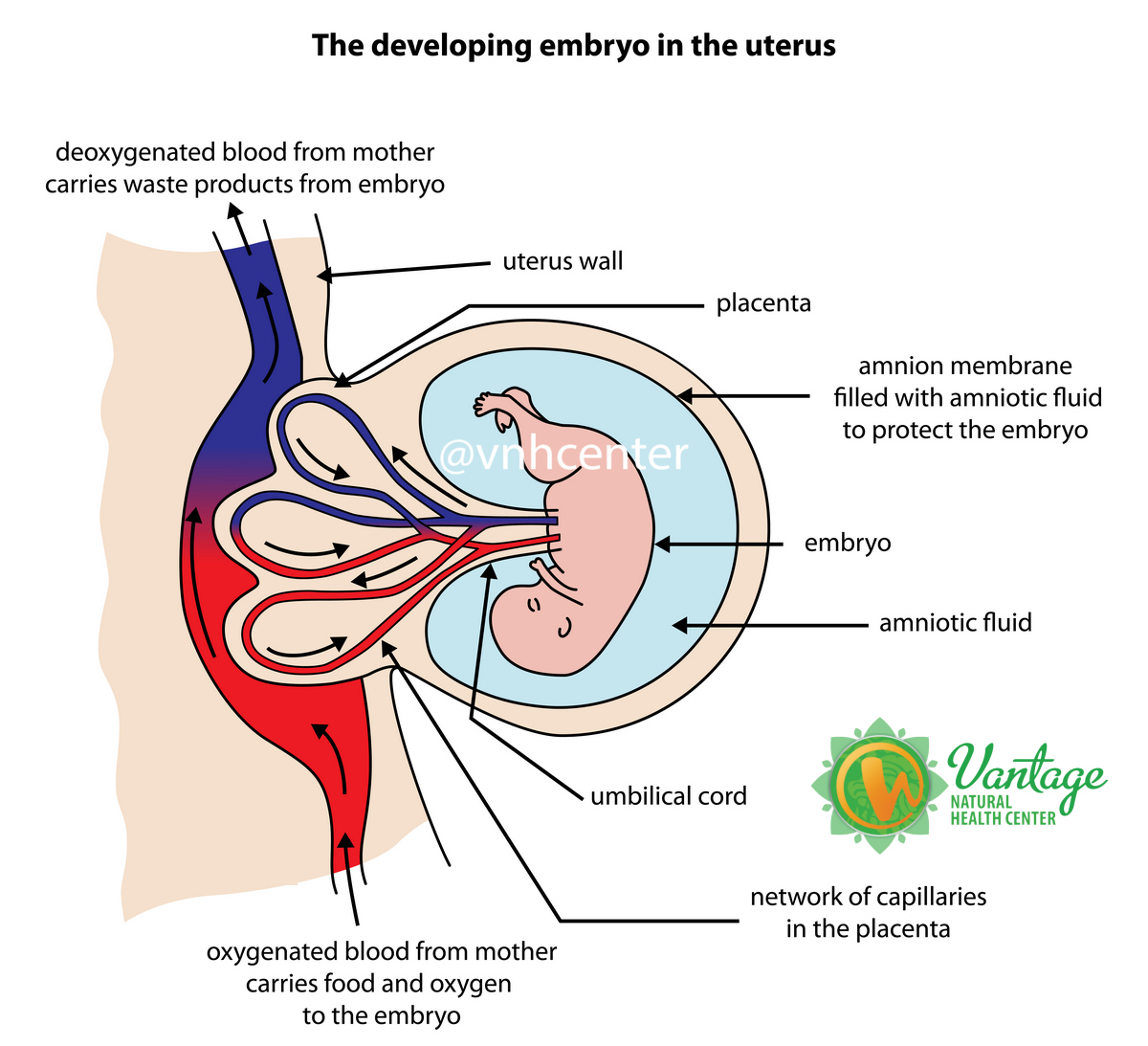 the developing embryo in the uterus